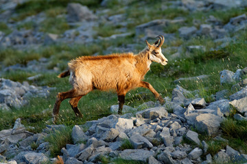 Chamois in Biokovo nature park, Croatia