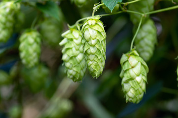 Green hop cones for beer and bread production, closeup. Detail hop cones in the hop field....