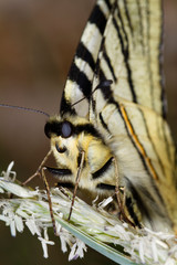The scarce swallowtail butterfly from Biokovo nature park, Croatia