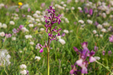 Orchids on the grassland in Biokovo nature park, Croatia
