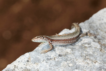 Common wall lizard from Biokovo nature park, Croatia