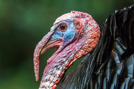 Male wild turkey profile head shot portrait.
