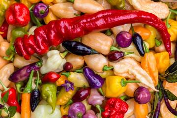 Colourful harvest of various peppers