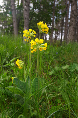 Cowslip from Biokovo nature park, Croatia