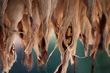 干したトウモロコシ