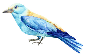 beautiful blue bird on isolated white background, European Roller, watercolor illustration