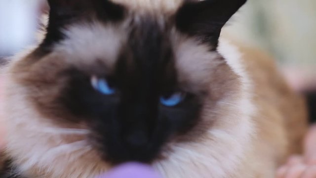 cute balinese siamese cat pet close up face with blue eyes, eye.