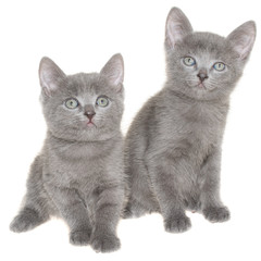 Two small gray shorthair kitten sitting isolated