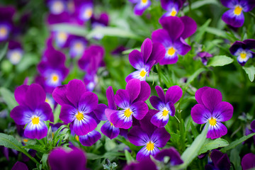 Purple violet flowers close-up.