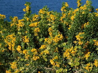 Medicago or alfalfa arborea, or moon trefoil, wild plant with beautiful yellow flowers, near the sea