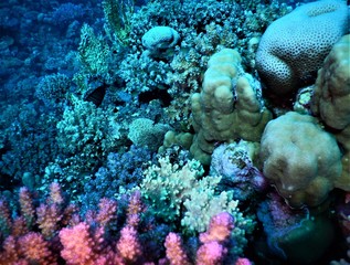 morze czerwone koral nurkowanie zielrń morska