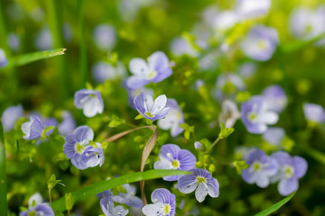 Blue flowers Veronica speedwell closeup