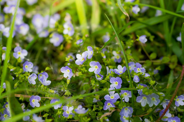 Blue flowers Veronica speedwell closeup
