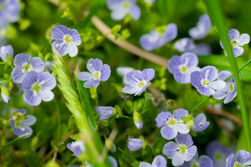 Blue flowers Veronica speedwell closeup