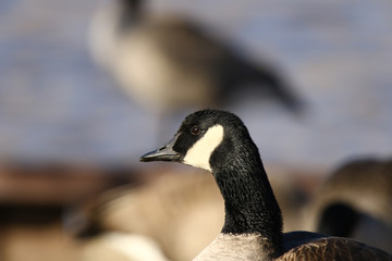 Canadian goose on river bank in autumn - close up
