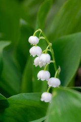 Obraz premium Spring flower lily of the valley close-up