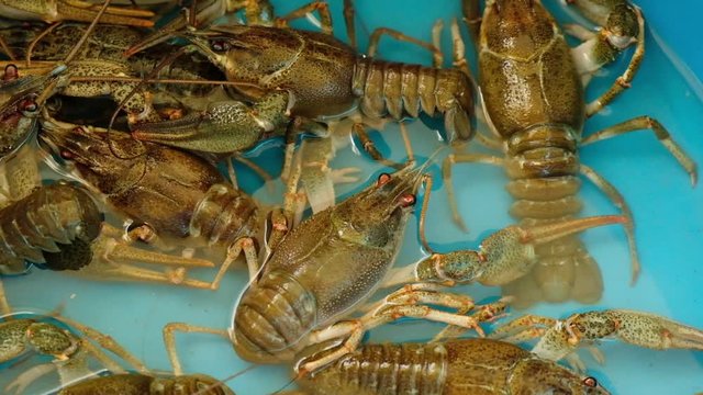 Life crawfish fish food freshwater for gourmet on kitchen , nature crayfish.