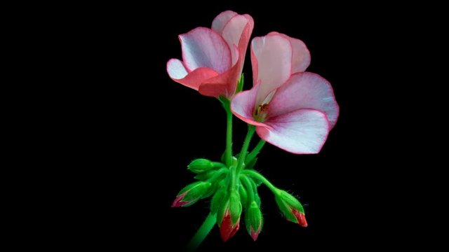 Macro timelapse video blooming flowers of pink geranium.4K