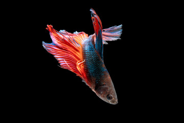 The Photo of Beautiful moving moment  of siam Red Blue Orange Half Moon  Betta fish in Thailand on Black Background.