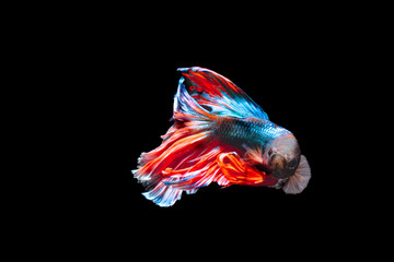 Obraz na płótnie Canvas The Photo of Beautiful moving moment of siam Red Blue Orange Half Moon Betta fish in Thailand on Black Background.