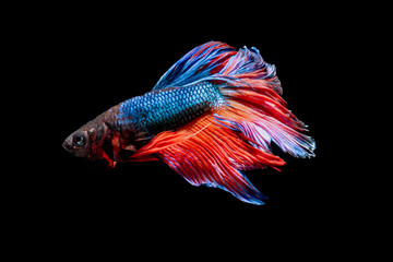 The Photo of Beautiful moving moment  of siam Red Blue Orange Half Moon  Betta fish in Thailand on Black Background.