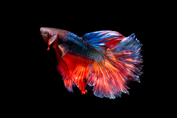 The Photo of Beautiful moving moment  of siam Red Blue Orange Half Moon  Betta fish in Thailand on...