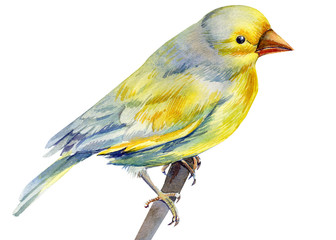 beautiful yellow bird on isolated white background, watercolor illustration