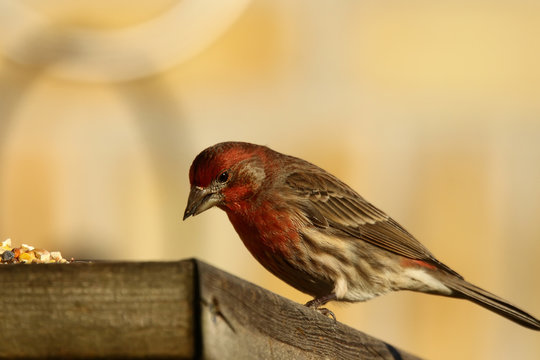 House finch on the feeder