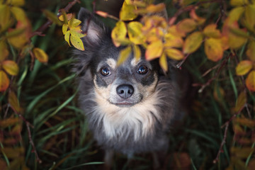 Naklejka premium Portrait Hund in den Weinbergen im Herbst bei Sonnenuntergang
