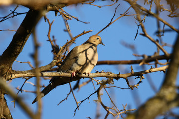 The mourning dove perched on the tree