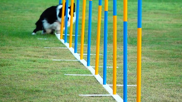 4K border collie running a zigzag race to win a trophy.