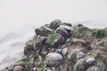 algae on rocks