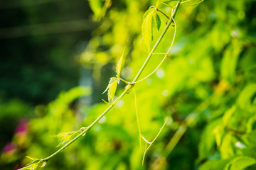 Parthenocissus tricuspidata (Virginia creeper) in the garden. Shallow depth of field.