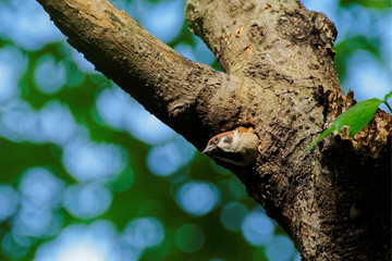 Eurasian tree sparrow coming out of nest hole in tree