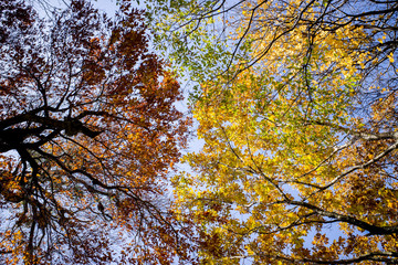 大山隠岐国立公園の紅葉（鳥取県）