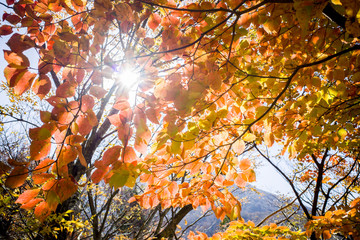 大山隠岐国立公園の紅葉（鳥取県）