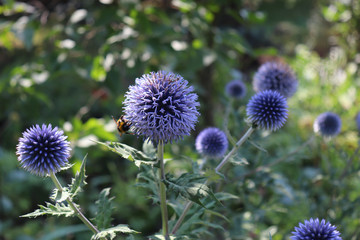 Echinops growing on a sunny day in organic garden. They have spiny foliage and produce blue or white spherical flower heads. Medicinal plant.