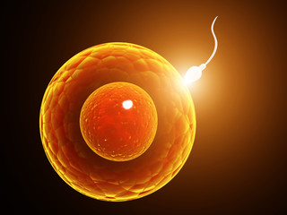 Spermatozoon, floating to ovule - obrazy, fototapety, plakaty