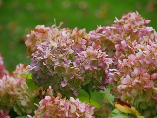 Clusters of beautiful flowers with soft background