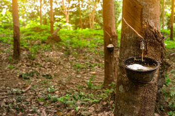 Rubber tree plantation. Rubber tapping in rubber tree garden in Thailand. Natural latex extracted...