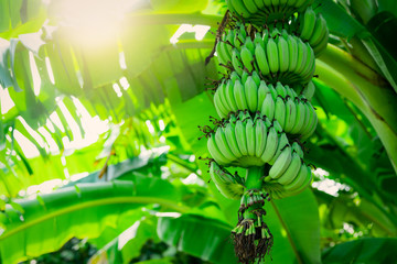Banana tree with bunch of raw green bananas and banana green leaves. Cultivated banana plantation....