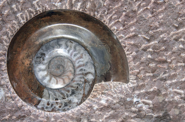 Petrified fossil ammonite shell in stone