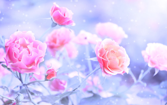 Beautiful magic winter scene with rose flowers and snow