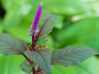 Close up, The natural bees that come out looking for pollen