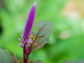Close up, The natural bees that come out looking for pollen