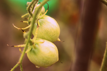 Unripe tomatoes in the garden in the summer after rain close-up