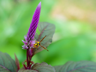Close up, The natural bees that come out looking for pollen