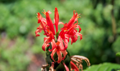 Justicia carnea, Brazilian plume flower, Brazilian-plume, flamingo flower, or jacobinia