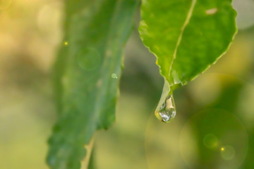 a drop of water on a green leaf at sunset