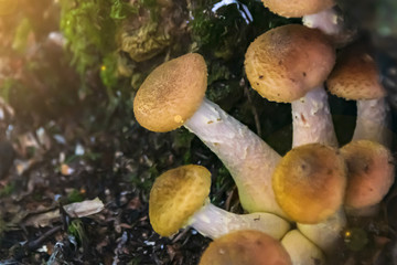mushrooms honeydew grow a bunch close-up